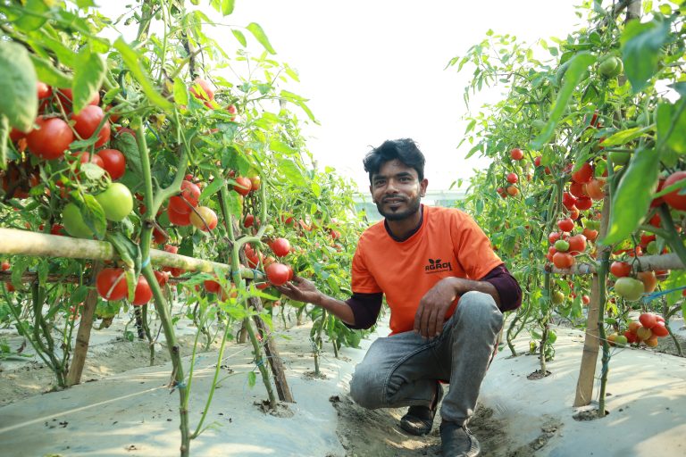 স্মার্ট পদ্ধতিতে গ্রীষ্মকালীন টমেটো চাষ