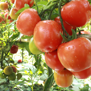 Allrounder Hybrid Tomato