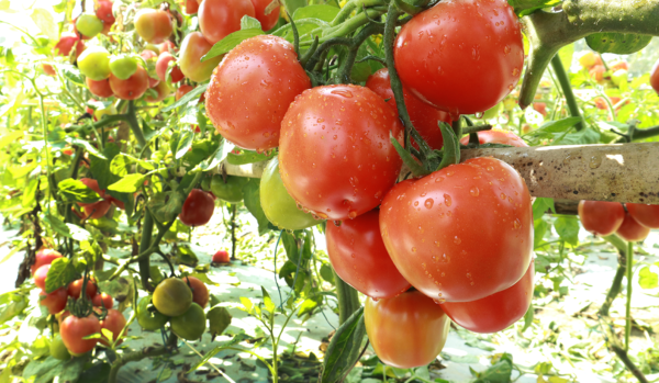 Allrounder Hybrid Tomato