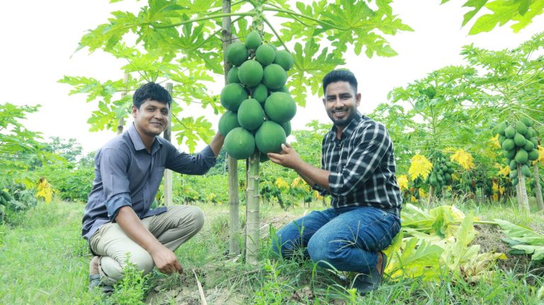স্মার্ট পদ্ধতিতে পেঁপে চাষ পদ্ধতি
