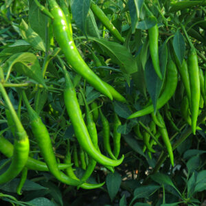 Dhumketu Hybrid Chili
