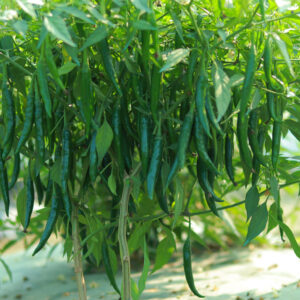 Nagafire Hybrid Chili