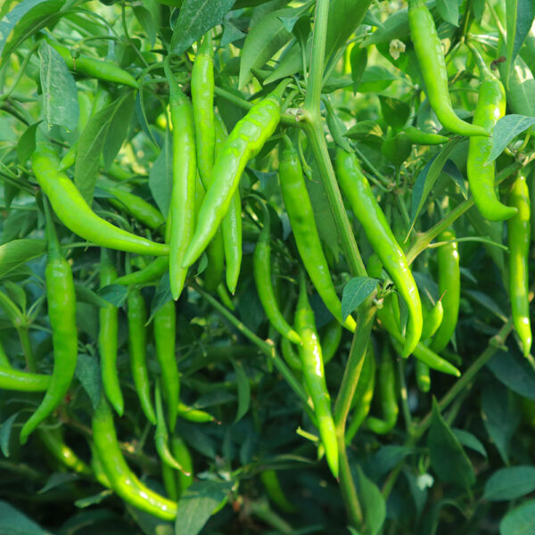 One Plus Hybrid Chili