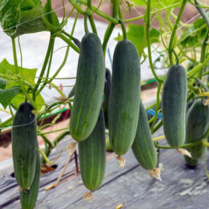 Samiha Hybrid Cucumber