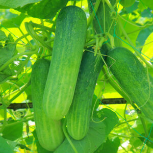 Samrin Hybrid Cucumber