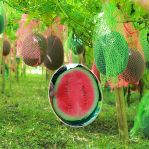 Smart Boy Hybrid Watermelon