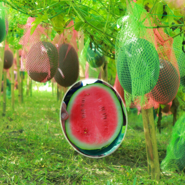 Smart Boy Hybrid Watermelon